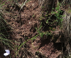 Wahlenbergia cuspidata