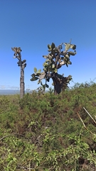 Opuntia galapageia