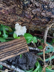 Tremella fuciformis
