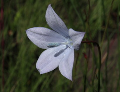 Wahlenbergia cuspidata