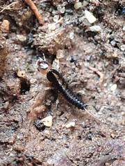 Nebriinae