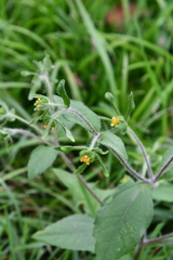 Sigesbeckia orientalis