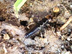 Nebriinae