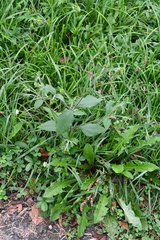 Sigesbeckia orientalis