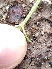 Nebriinae