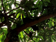 Musophaga rossae