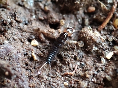 Nebriinae