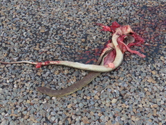 Pseudechis australis