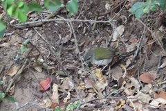 Camaroptera brachyura