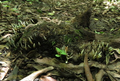 Xylaria hypoxylon