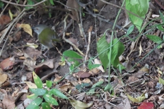 Camaroptera brachyura