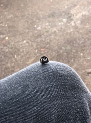 Membracis foliatafasciata