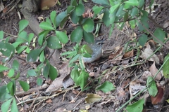 Camaroptera brachyura