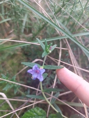 Glandora prostrata