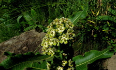 Xysmalobium undulatum