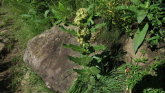 Xysmalobium undulatum