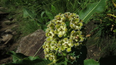 Xysmalobium undulatum