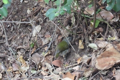 Camaroptera brachyura