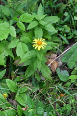 Inula japonica