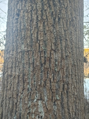 Liriodendron tulipifera
