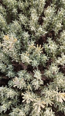 Thymelaea tartonraira