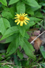 Inula japonica