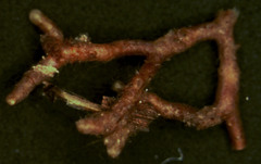 Piloderma sphaerosporum