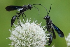 Isodontia