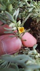 Thymelaea tartonraira