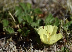 Cienfuegosia sulphurea