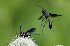 Isodontia