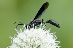 Isodontia