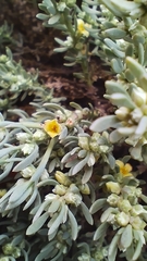 Thymelaea tartonraira