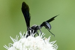 Isodontia
