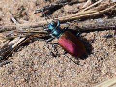 Cicindela scutellaris