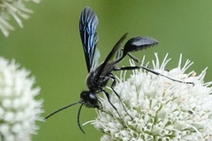 Isodontia