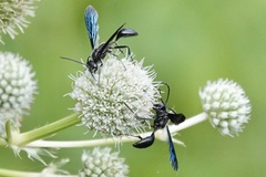 Isodontia