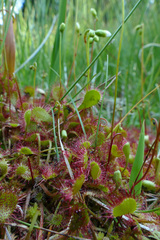 Drosera × obovata