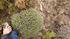 Thymelaea tartonraira