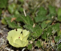 Cienfuegosia sulphurea