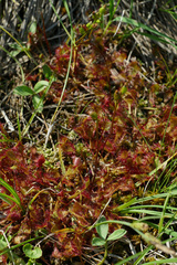 Drosera × obovata