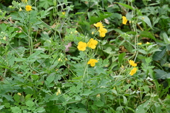 Chelidonium asiaticum
