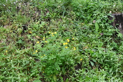 Chelidonium asiaticum