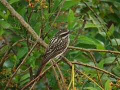Myiodynastes maculatus