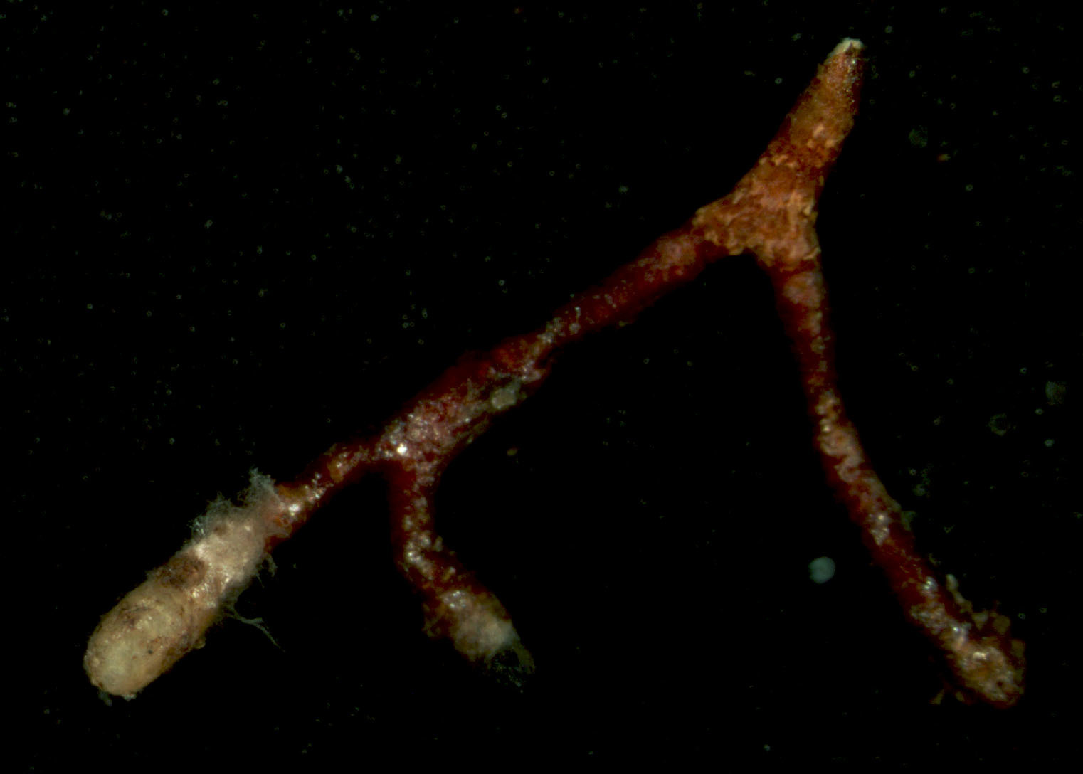 Atheliaceae image