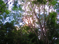 Metopium brownei