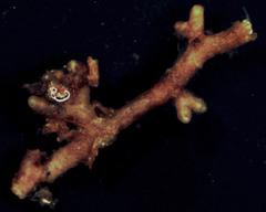 Piloderma sphaerosporum