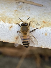 Apis mellifera