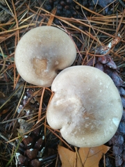 Clitocybe nebularis