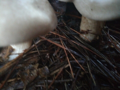Clitocybe nebularis